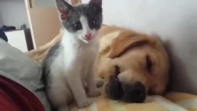 derzhite-menya-ibo-emu-pizda-foto-s-kotenkom