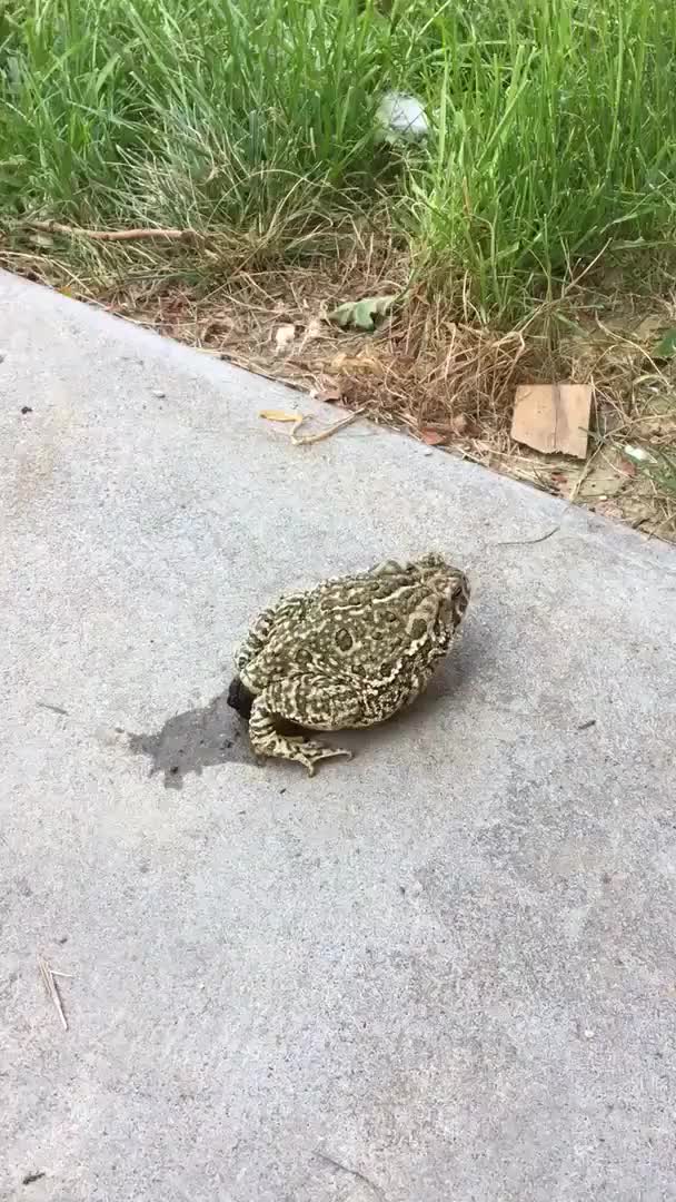 Можно ли надуть лягушку
