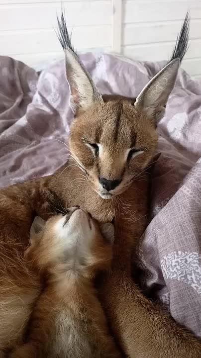 Толық лесбиянка порно онлайн